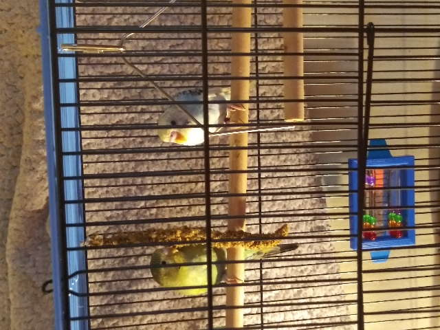 Parakeets