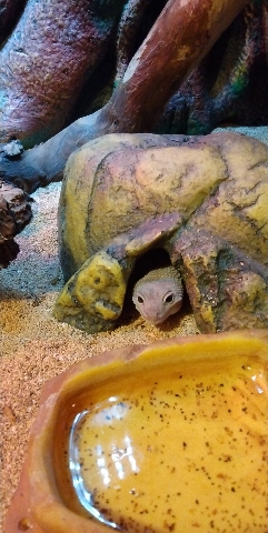 lizard – Leopard Gecko