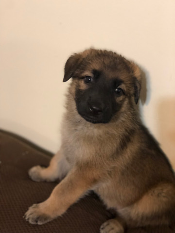 German Shepherd – Exotic German Shepherds