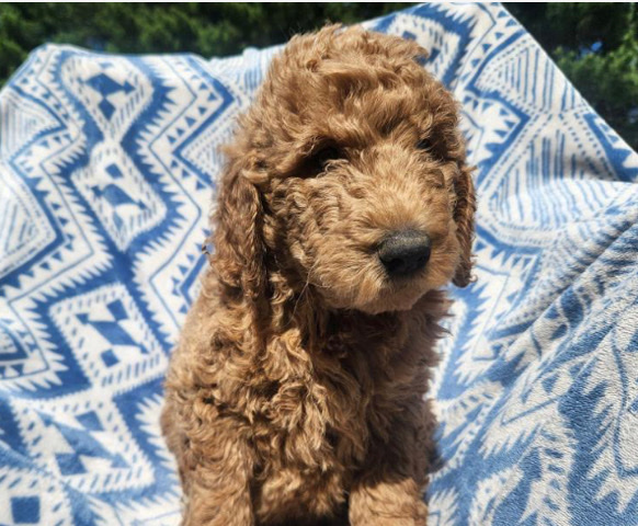 Labrador Retriever – F1B Labradoodle