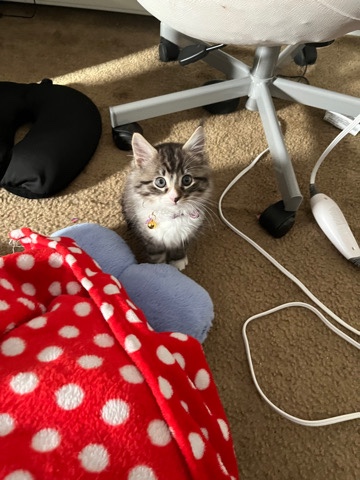 Maine Coon – Maine **** Kitten for sal