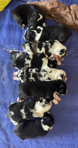 Miniature Australian Shepherd – Miniature Australian Shepherds