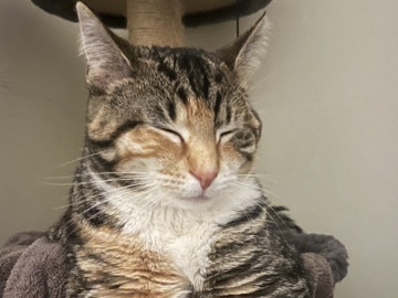 American Shorthair – Melody – Indianapolis
