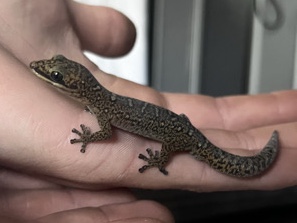 Velvet gecko – Wisbech