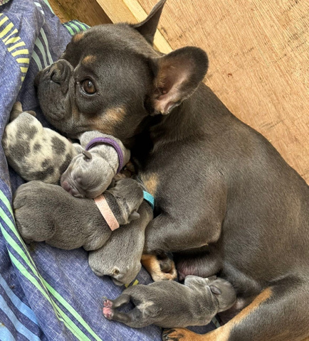 French Bulldog – French bulldog puppies