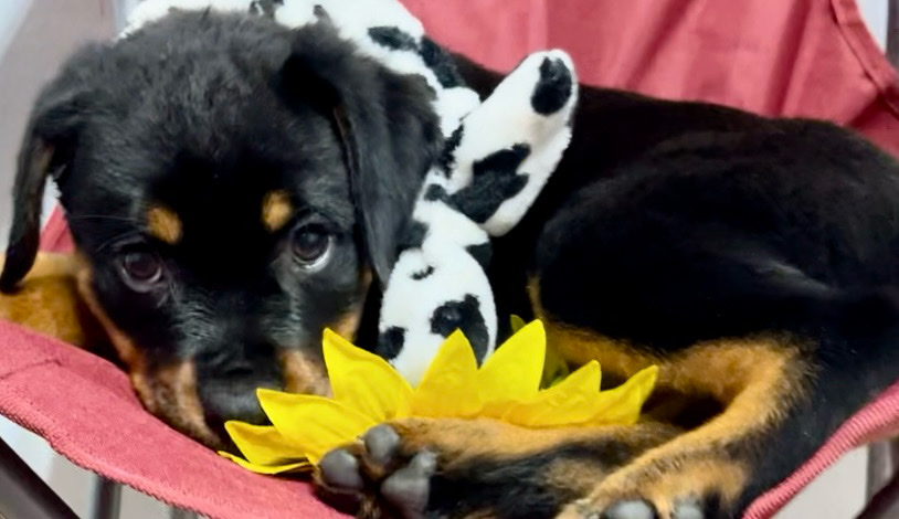 Rottweiler โ Full Breed Rottweiler puppies