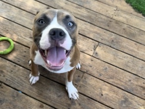 American Staffordshire Terrier – Boss the Bully – Atlanta
