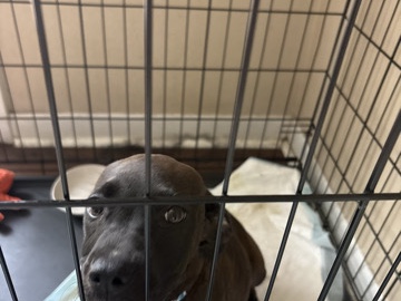 American Pit Bull Terrier – pit bull terrier mix – Killeen
