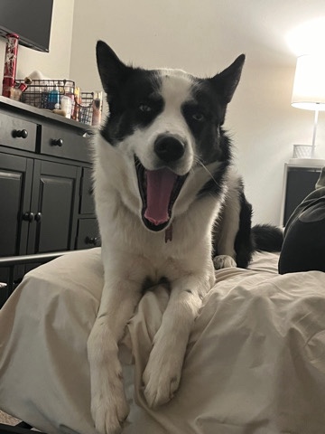 Siberian Husky – he is a husky one years old I’m just trying to rehome him