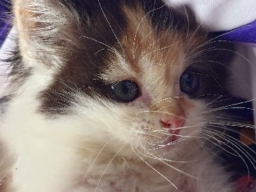 Manx – Manx kitty – Council Bluffs