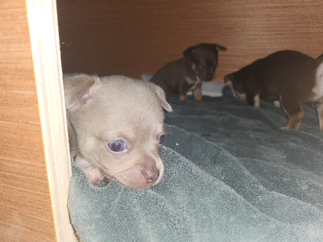 Chihuahua – chihuahua puppy