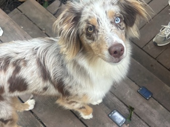 Miniature Australian Shepherd – KC Registered Miniature Australian Shepherd – 9 Months Old in Sullivan – Sullivan