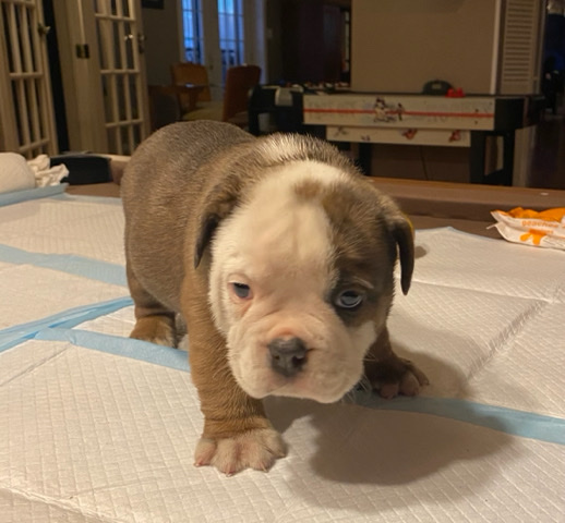 Olde English Bulldogge – Olde English Bulldogge Puppies