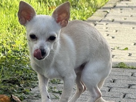 Male Chihuahua Puppy