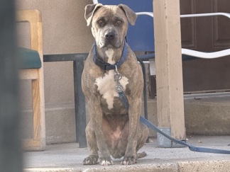 American Pit Bull Terrier - pitbull nala  available for adoption in Albuquerque