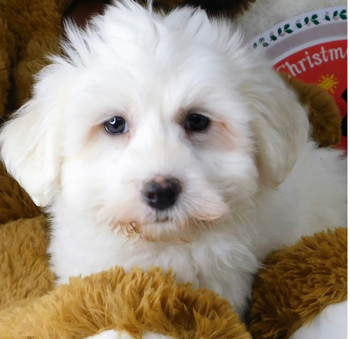 Coton de Tulear – Coton de tulear 3month