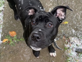 Image of Staffordshire Bull Terrier