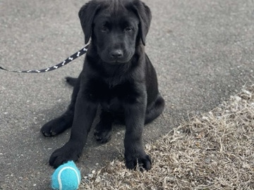 Labrador Retriever – black lab puppy for sale – Bensalem