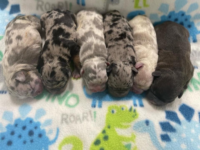French Bulldog – micro exotic English bulldogs
