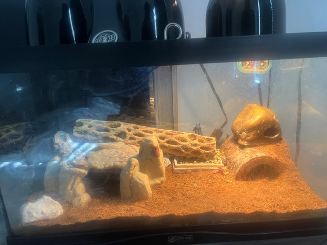 2 exotic Leopard geckos
