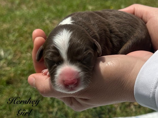 Australian Shepherd – Girl - Border Collie X Aussie – Oklahoma City