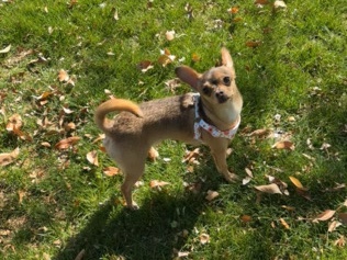 Chihuahua – chihuahua(knocci) – Litchfield Park
