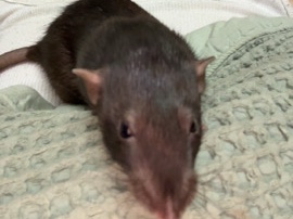 Rat – 3 rats – Liphook