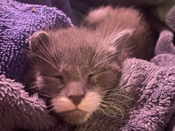 Norwegian Forest cat – Beautiful Norwegian Forest Cats and Kittens Available in Philadelphia – Philadelphia