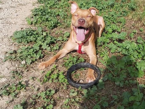 Image of American Pit Bull Terrier
