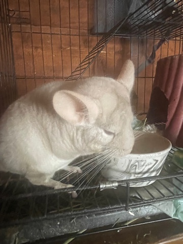 chinchilla – Chinchilla