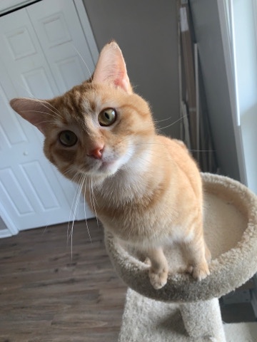 Russian White, Black and Tabby – orange tabbies
