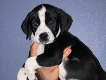 Dalmatian – Dalmatian / Husky puppies 8 weeks old – Renton