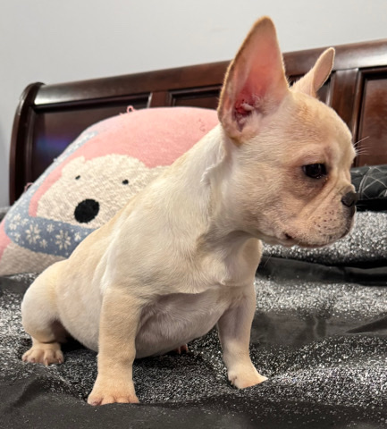 French Bulldog – male Frenchie