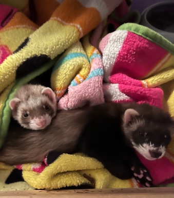 ferret – 2 Ferrets