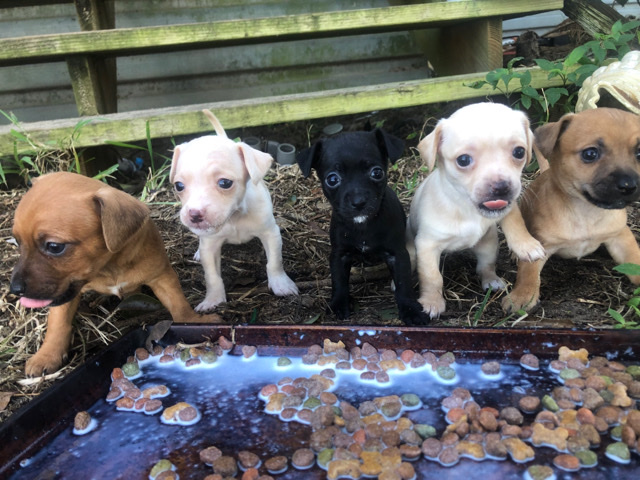 Chihuahua – ChiWeenies For Sale