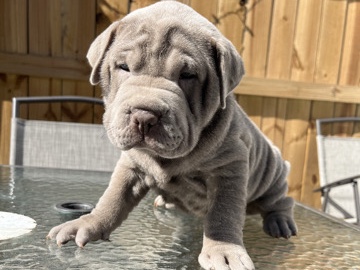 Shar-pei 