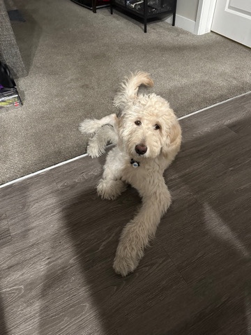 Golden Retriever – Goldendoodle Puppy
