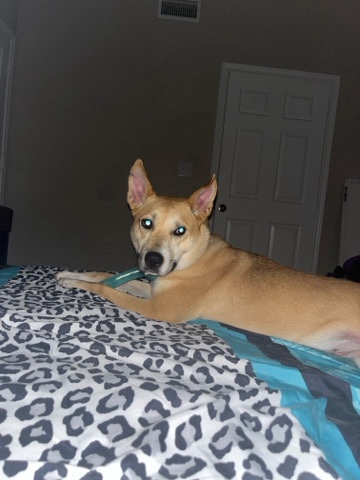 German Shepherd – German Shepherd