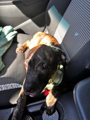 Plott Hound – FREE plott hound puppy