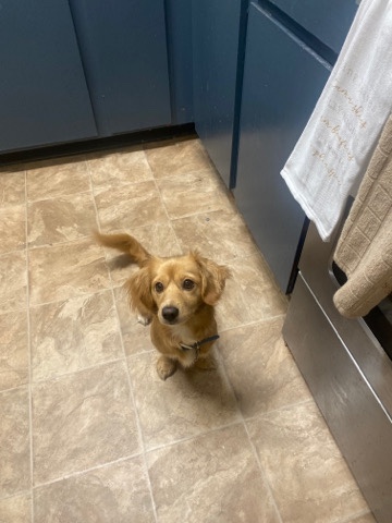 Charlee (Golden dox )