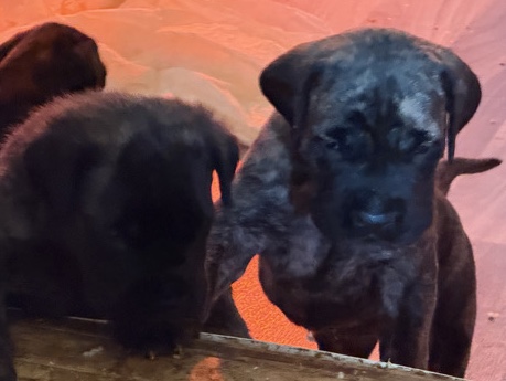 English Mastiff – Pure Bred English Mastiff – Whiting