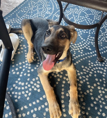 German Shepherd – Precious Puppy Needs New Home