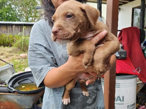 American Pit Bull Terrier - bullypitts for sale available for adoption in Crestmead