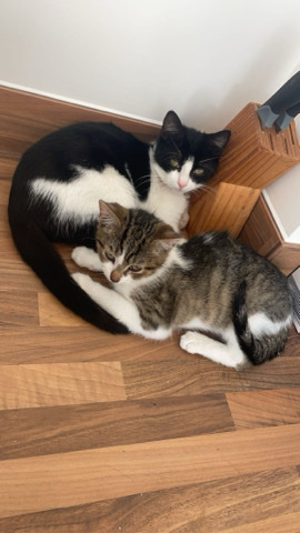 kittens