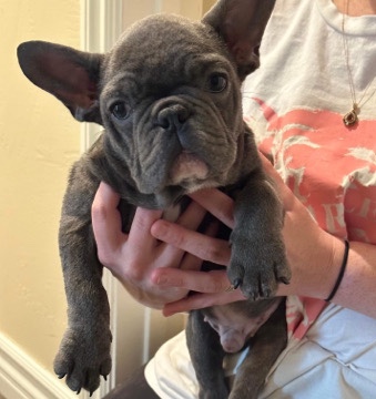French Bulldog – French bulldog