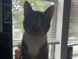 Russian White, Black and Tabby – Macy and Millie 🫶🏻 – Tallahassee