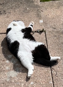 Tuxedo - Lola