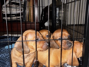 Dachshund – five week old dachshund puppies – Seffner