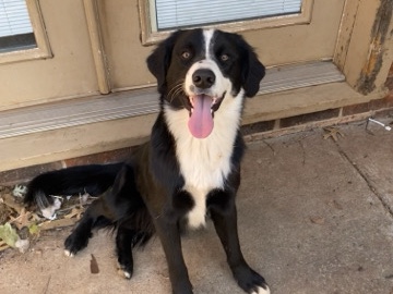Border Collie/Australian Shepherd