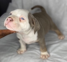 American Bulldog – Bully puppies
